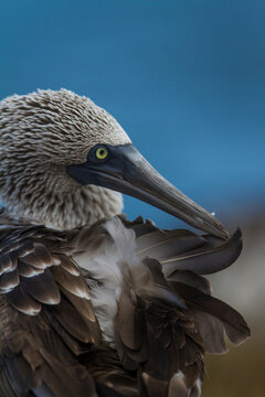 Portrait of a Blue-Footed Booby in the Galapagos Islands, Ecuador, preening it's feathers.