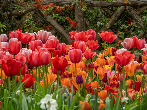 Tulips In The Shakespeare Garden, Central Park