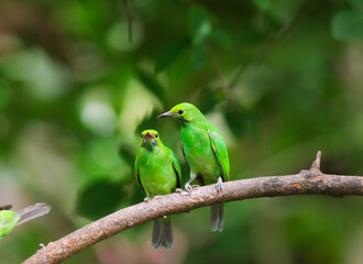 Leafbird on a branch in a tropical jungle, Thailand.