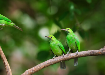 Leafbird on a branch in a tropical jungle, Thailand.