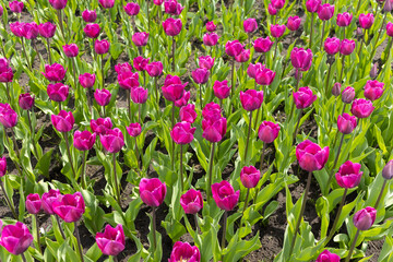 Fototapeta premium Purple tulips have bloomed in the field. Blooming flowers.