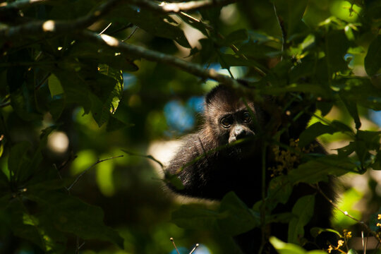 A howler monkey peers through the trees in Cuero y Salado bioreserve, Honduras.