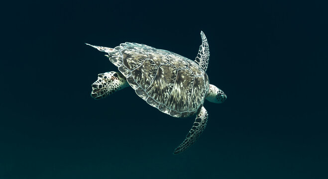 Sea Turtle swimming at Akumal, Quintana Roo, Mexico.