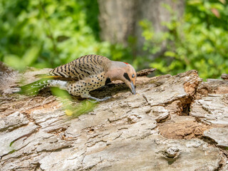 Northern Flicker Woodpecker