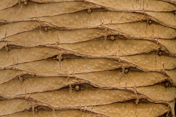 Detail of the bark of a palm tree showing the repeated texture.