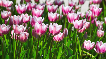 A closeup of many beautiful  tulips.