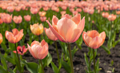Blooming field of pink tulips. Blooming flowers. Flower farm.