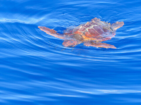 Loggerhead sea turtle coming to the surface near Madeira island
