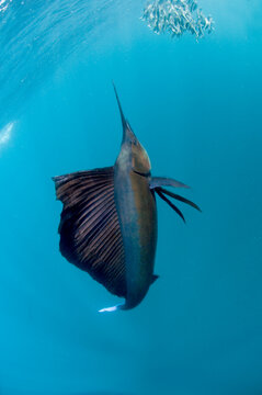 Atlantic sailfish hunt and feed on sardine schools off the coast of Mexico.