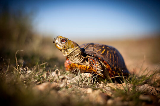 With just a little looking, visitors can find box turtles meandering along the trails of Tallgrass Prairie National Preserve in Kansas.