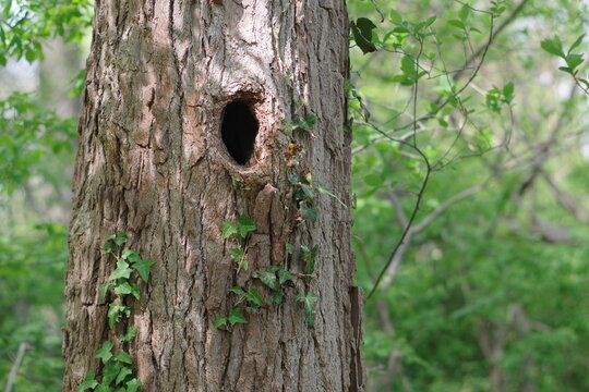 A tree hole or tree hollow for a bird, squirrel or small animal to hide or make a nest in