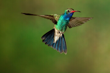 A hummingbird with its wings spread open.