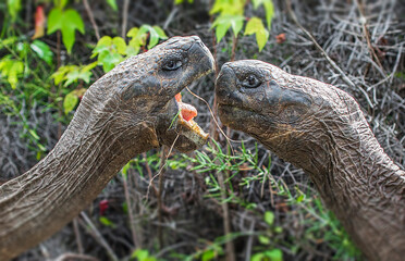 Two giant Galapagos tortoises fighting for dominance in the Galapagos Islands.