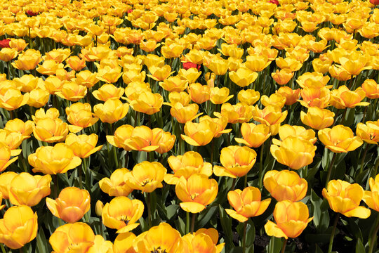 Blooming field of yellow tulips. Spring flowers bloom. Flower farm. © A Stock Studio