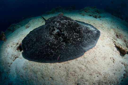 A large black-blotched ray rests in the sand in Fiji.