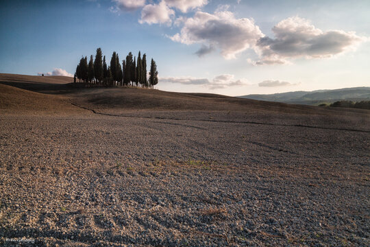 A Tuscan landmark, the famous and much photographed copse of cypress between San Quirico d'Orcia and Torrenieri, Tuscany