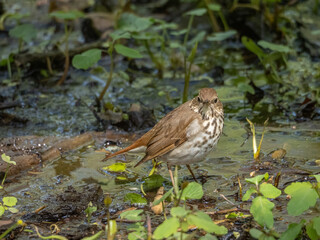 Lone Hermit Thrush foraging for Food