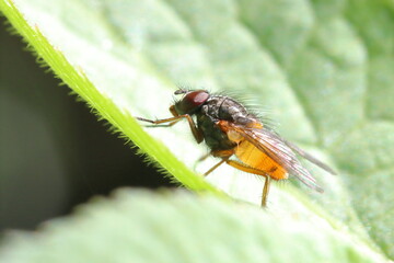 A translucent fly on a leaf lit up in the sun