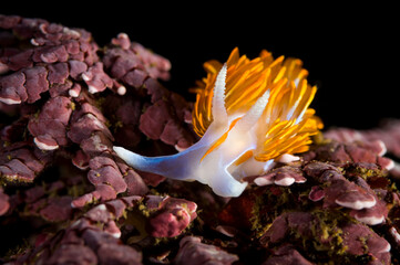 Underwater image of an opalescent nudibranch, Hermissenda crassicornis, foraging for food over coralline algae.
