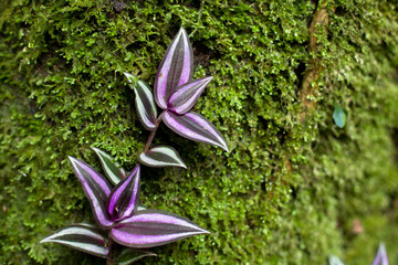 Green and purple leaves grow along a mossy tree, photographed with a close-up macro lens.