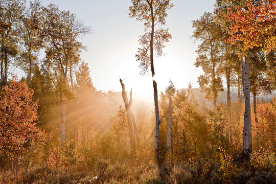early morning sun rays through the colorful aspen trees in grand teton national park
