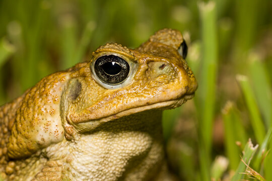 A Cane Toad (Bufo marinus), an invasive species from Central and South America, photographed in south Florida.