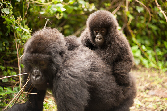 A female mountain gorilla named Rubutu and her baby Mastaki at Virunga National Park in the Democratic Republic of the Congo