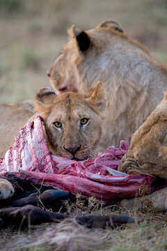 A pride of lions feeds on a recently killed wildebeest.