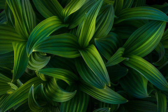 A False Hellebore catches reflected light from the late afternoon sun in Mt. Rainer area. I've always been fascinated by these plants, with each unique pattern of curves and lines, and how each catches the soft, reflected light.