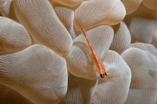 A goby on a bubble coral.