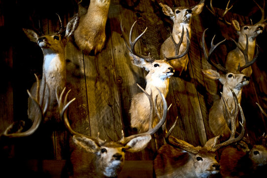 Deer heads on the wall of a downtown shop in the small Oregon town of Dufer.