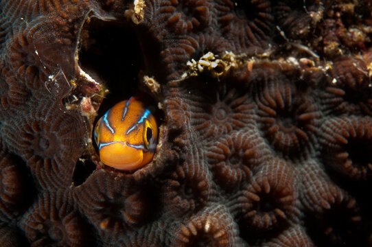 A Blue Striped Fang Blenny Watches From A Hole In The Coral.