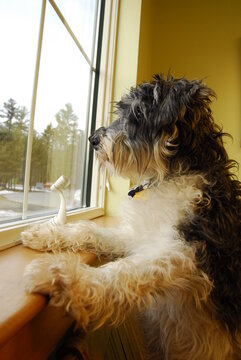 While patiently waiting for the vet, dog looks out the window, Gorham, Maine