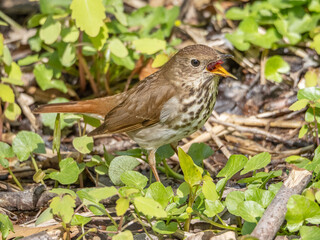 Lone Hermit Thrush foraging for Food