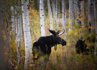 Fall color in and around the mountains in Utah.