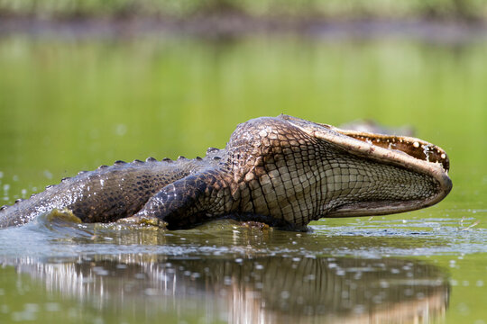 An American Alligator (Alligator mississippiensis) lunges after fish in a shrinking pool in Big Cypress National Preserve.