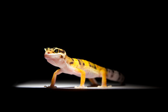 Juvenile high-yellow morph leopard gecko female on white backdrop
