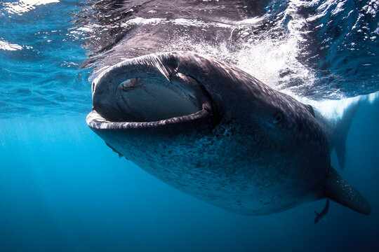 Mexico, Quintana Roo. A whale shark with the mouth open feeding near Isla Mujeres.