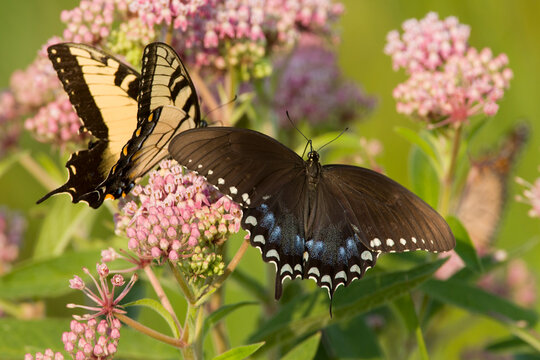A Spicebush Swallowtail (Papilio troilus) feeds from milkweed (Asclepias sp.) flowers in a Virginia wetland, with an Eastern Tiger Swallowtail (Papilio glaucus) in the background.