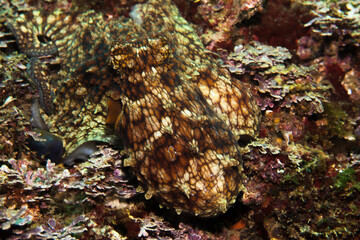 Octopus using its camouflage abilities to hide among the coral reef at Sacramento, Ixtapa, Mexico