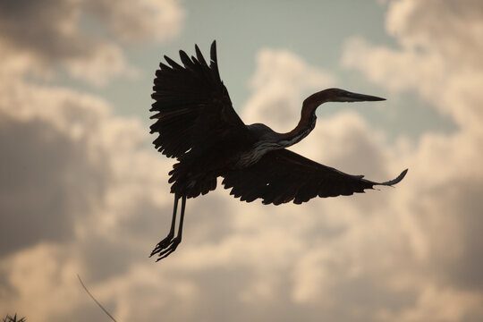 A darter flying in the Selous Game Reserve in southern Tanzania. The clouds and pale blue sky create a strong silhouette of the bird.