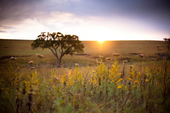 Tallgrass Prairie National Preserve, Kansas, Big Pasture Trail