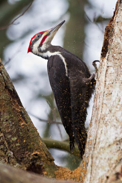 A Pileated Woodpecker Pecks Holes In A Tree In Search Of Food In The Alaksen National Wildlife Area In , British Columbia, Canada.