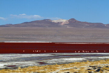 Laguna Colorada, Eduardo Avaroa Andean Fauna National Reserve, South Lipez province , Bolivia. Flamingos feeding at Laguna Colorada (or Red Lagoon).