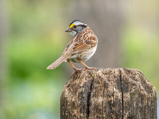 White-throated Sparrow on a post
