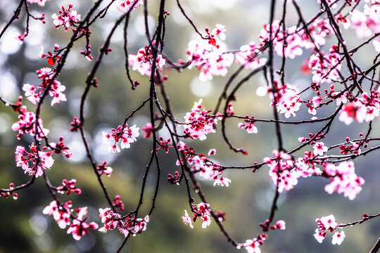 Close up of plum tree blossoms in Sonoma County.