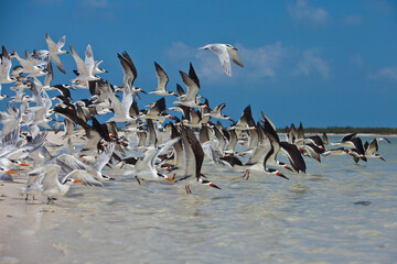 A flock of seabirds made up of Terns, gulls, and skimmers take flight from the tidal zone on Holbox Island, Mexico.