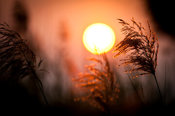 The sun sets behind the blowing wisps of tall grasses that serve as the fishing cats hideout in Sam Roi Yod, Thailand.