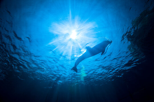 Shadow of a dolphin against the sun rays.