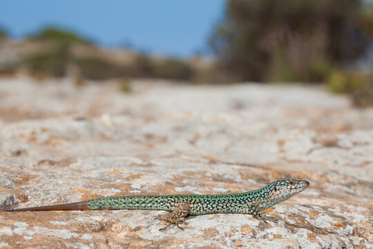 Male Ibiza wall lizard at La Mola, Formentera, Spain.